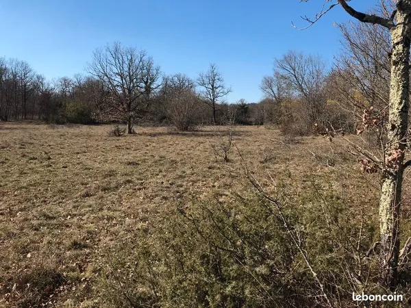 Terrain boisé