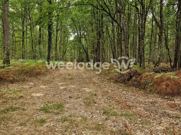 DOMAINE DE CHASSE D'ENVIRON 81 HECTARES AVEC TROIS ÉTANGS -