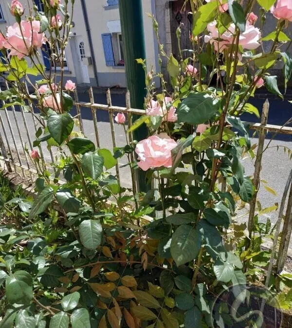 Photo 5
