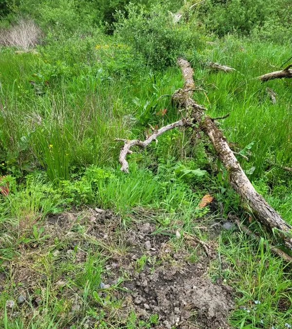 Photo 3