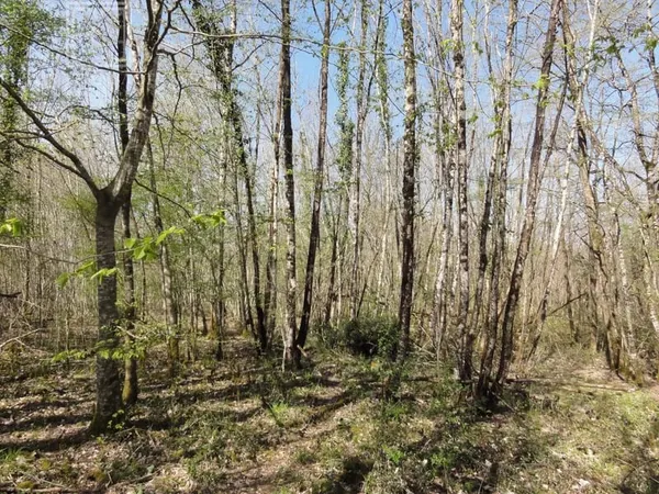 Terrain boisé et prairie