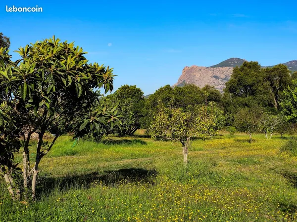 Terrain constructible 3470 m² avec vue Monte Gozzi - Cuttoli-Corticchiato