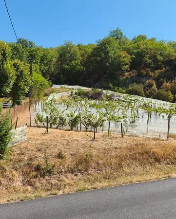 Parcelle de vigne. Causse corrézien. Lissac-sur-Couze
