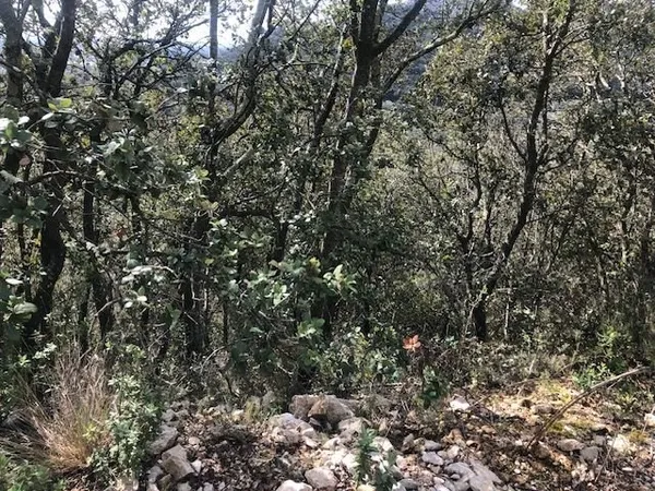 Terrain Boisé À Vendre de + 11000m2