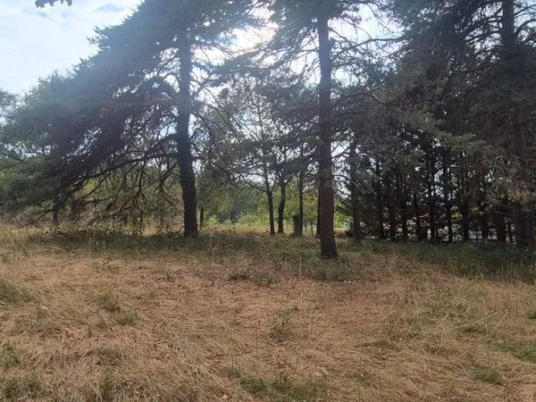 Terrain arboré