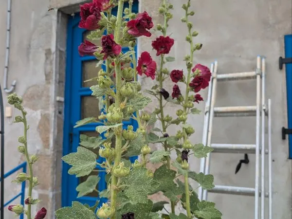 A louer studio meublé 30 m2