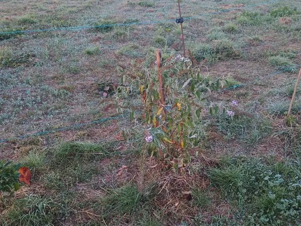 Parcelle de 4500m2 pour verger et potager