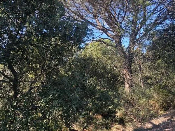 Terrain 52913 m²