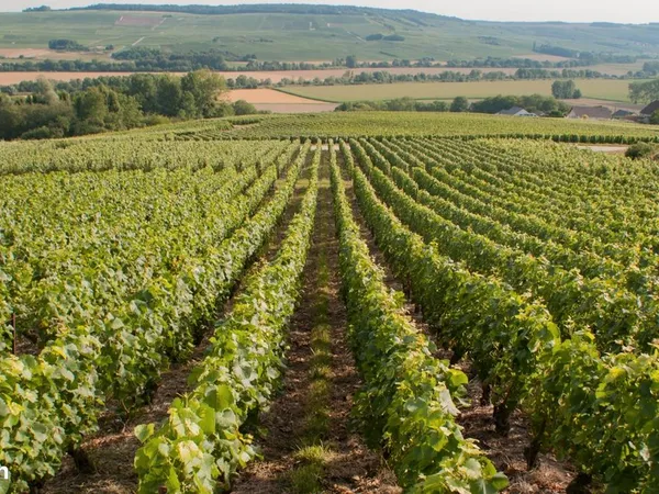Parcelle de vignes Champagne