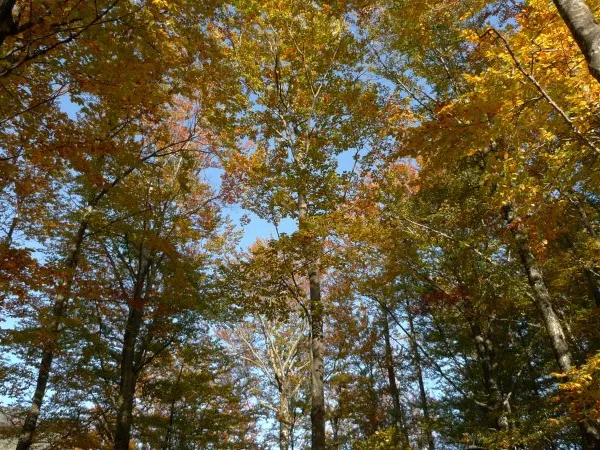 Foret : 45 Hectares de tres beaux chênes en Bourgogne