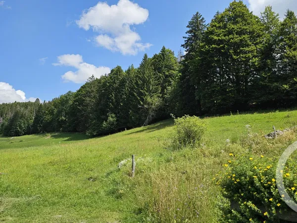 Terrain 7143 m²