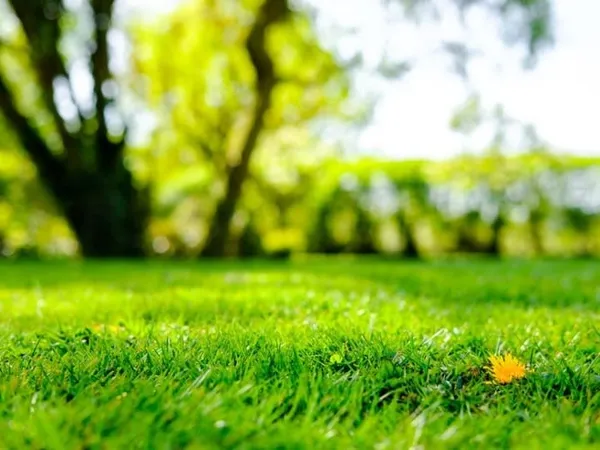 Terrain 600 m²