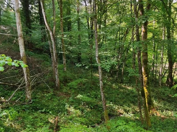 Parcelles de bois
