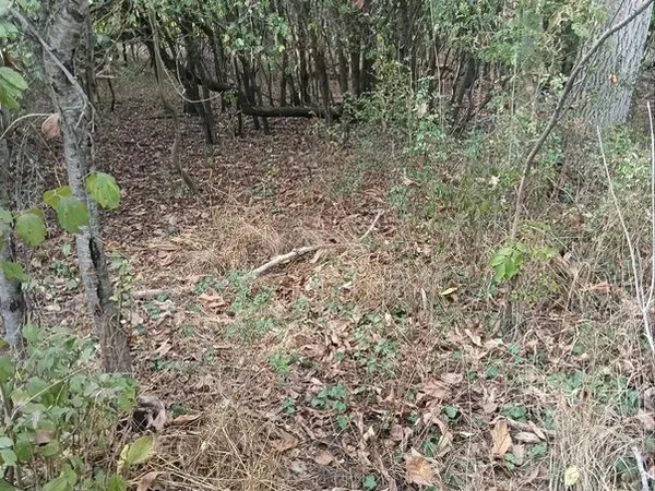 Terrain boiser environ 1000m