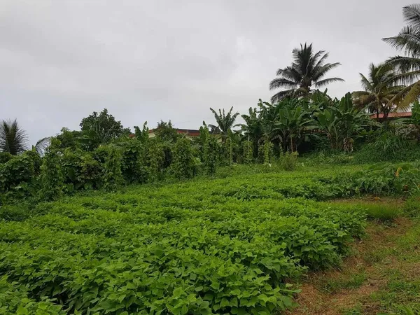 Terrain plat constructible de 884 m2