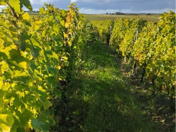 Domaine viticole Val de Loire