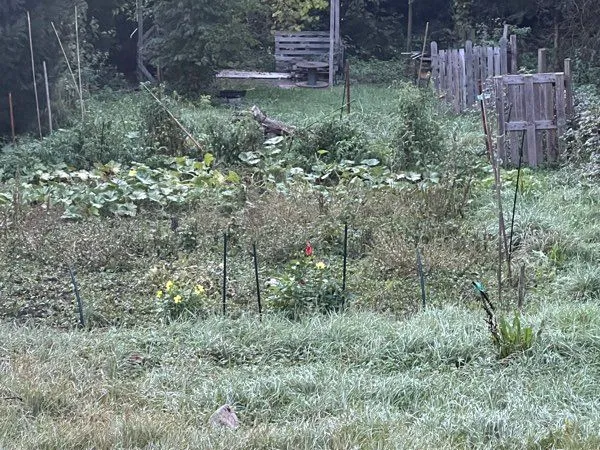 Loue jardin potager beaumont