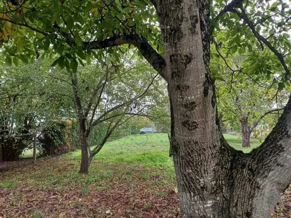 Verger, terrain arboré