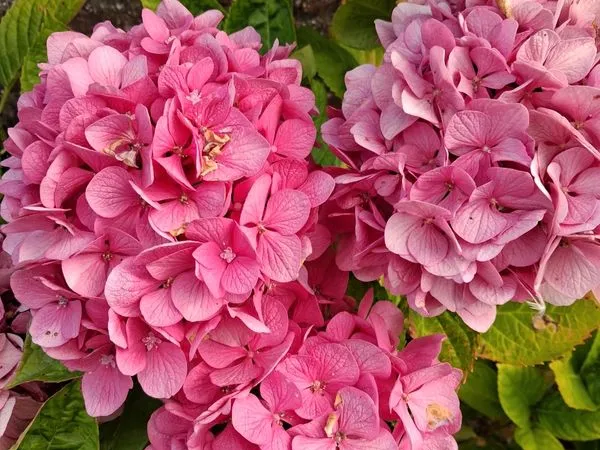 Boutique de fleurs