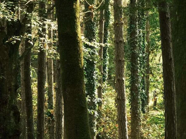 Terrain 11445 m²