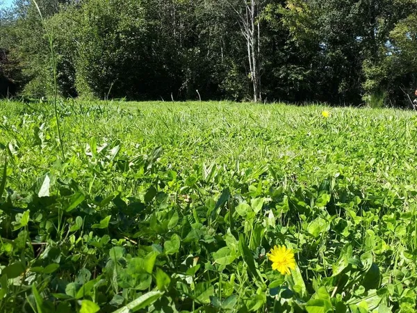 Terrain constructible de 3 300m² à Nantiat (Haute-Vienne)