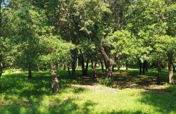 Terrain à bâtir 1311 m²