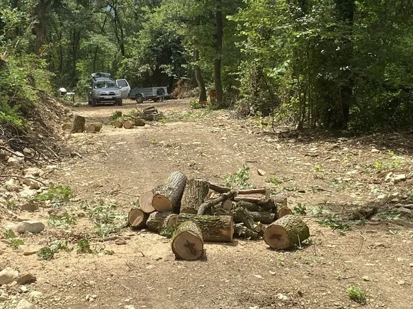 Terrain boisé