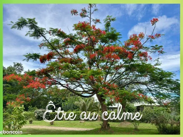 Appartement Location Matoury 2p 40m² 900€