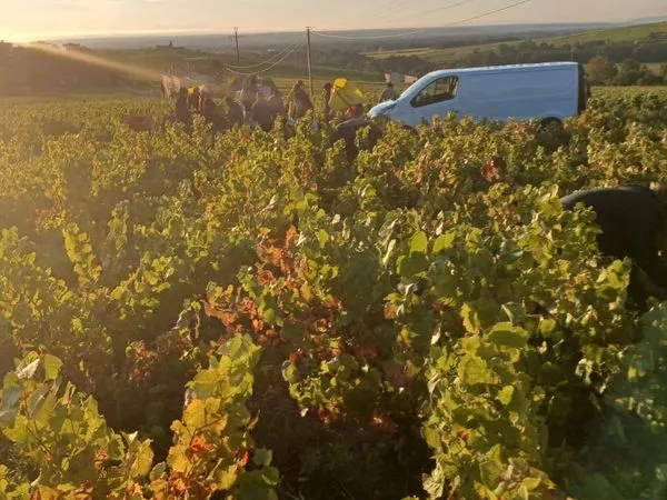 Vigne en brouilly