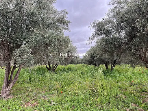 Terrain 10000 m²