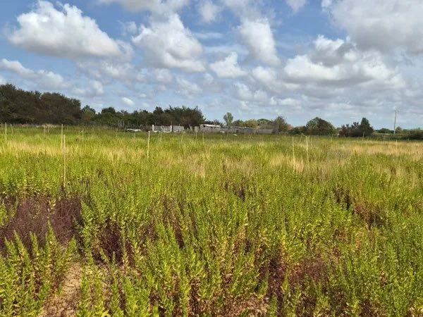 Terrain agricole