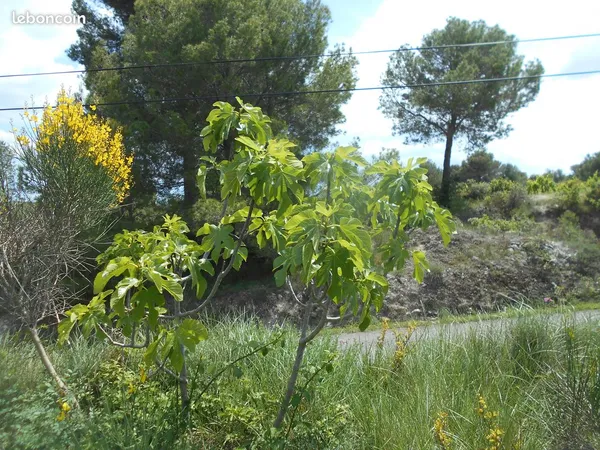 Terrain agricole ou de loisirs
