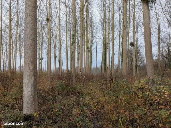 Terrain agricole et peupleraie