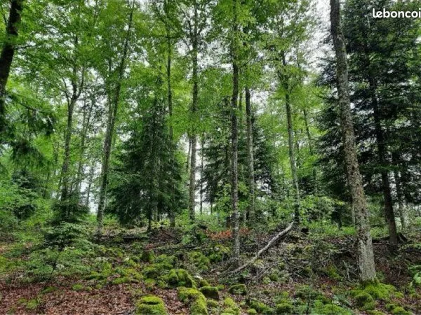 Parcelle de bois
