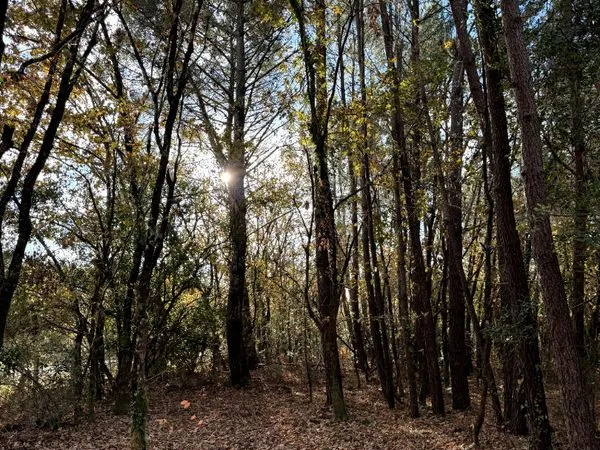 Terrain 780 m² LEGE CAP FERRET