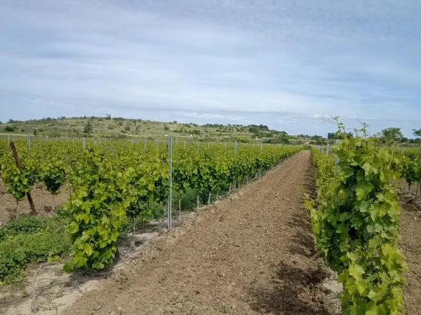 3 hectares vignes
