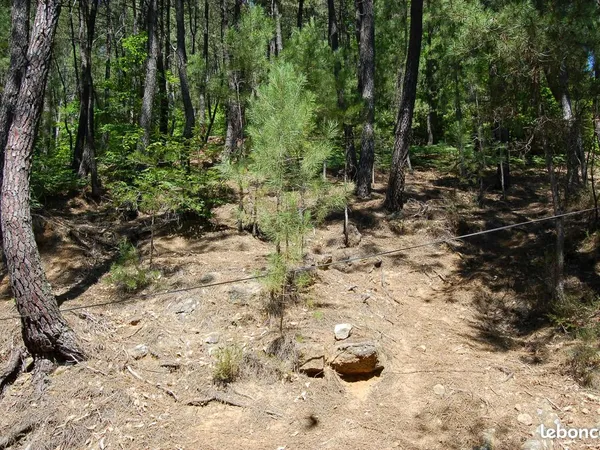 Parcelle de bois