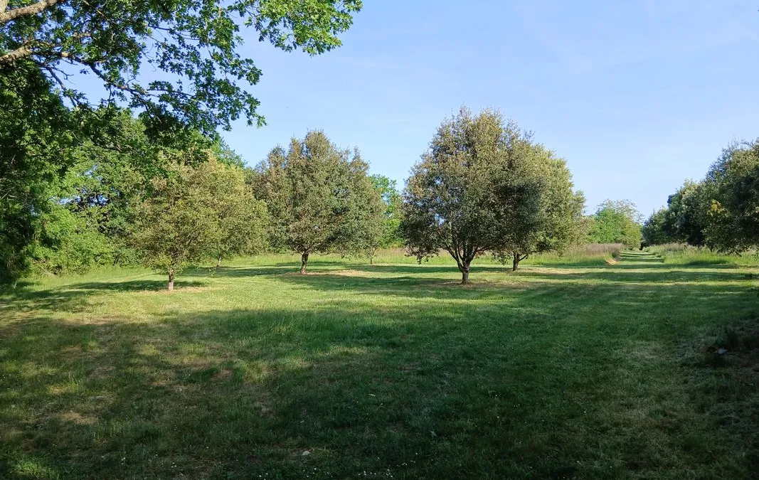 Photo 10