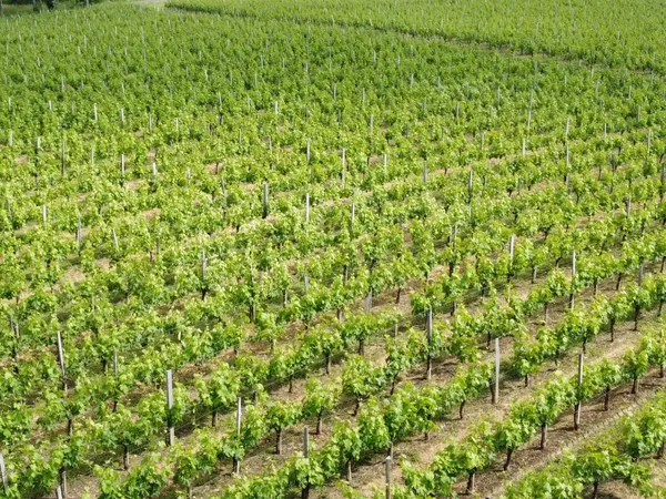 A vendre charmante propriété viticole très bien tenue et de renom