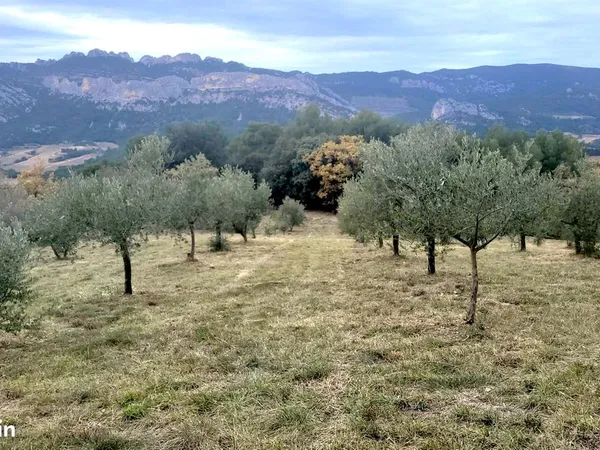 Vente terrain avec oliveraie