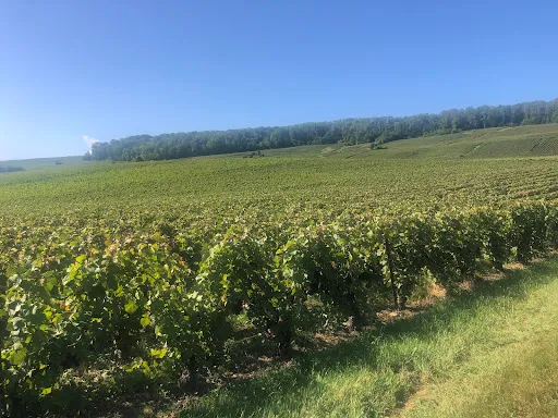 Vignoble 4500 m²