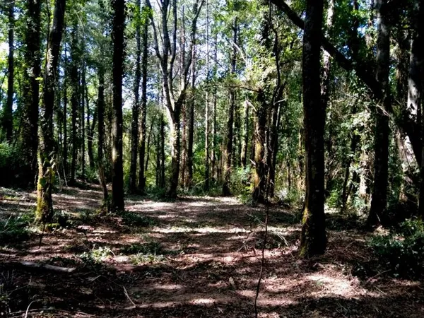 Terrain boisé 1,90 hectare - accès facile via route - forêt clôturée
