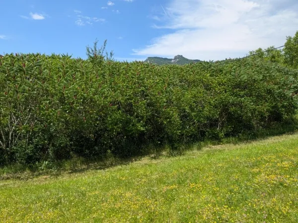 terrain constructible 916 m² sur les hauteurs de SALINS LES BAINS ( JURA)