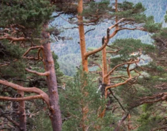 Parcelle de bois