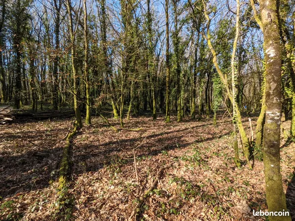 Grand terrain naturel & boisé de 1,9 hectare - Bubry (56310)