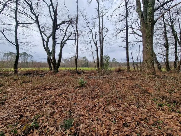 Terrain 4597 m²
