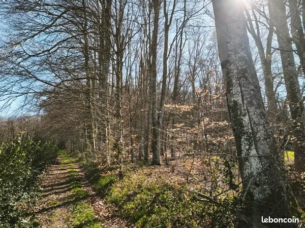 Vends parcelle boisée