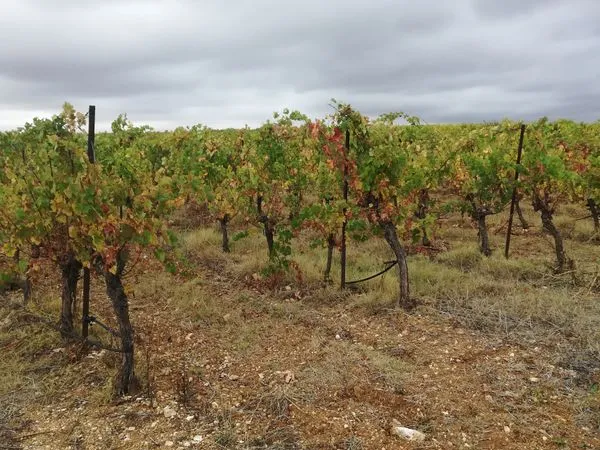 Vends terrain vigne