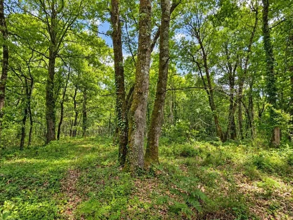 Terrain boisé 10280 m²