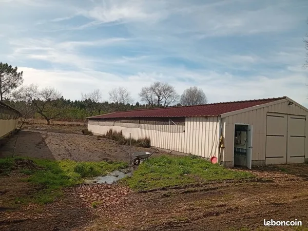 Exploitation agricole, élevage canards label